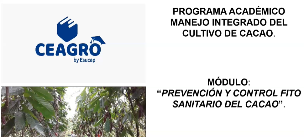 Prevención y control fitosanitario del cacao